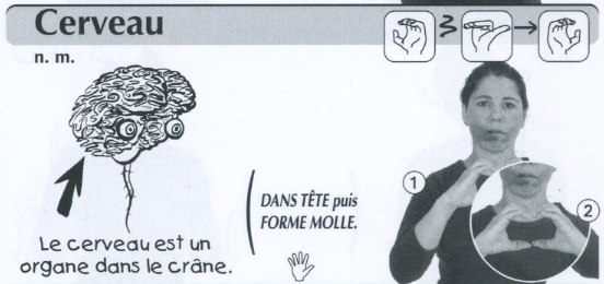 Cerveau.jpg