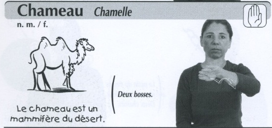 Chameau.jpg