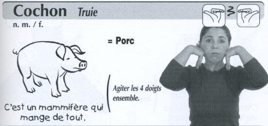 Cochon.jpg