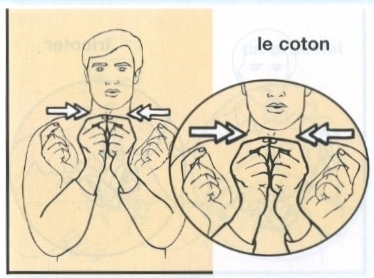 Coton.jpg