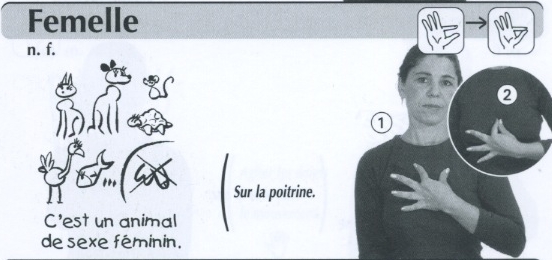 Femelle.jpg