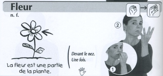 Fleur.jpg