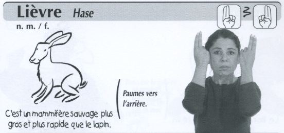 Lièvre.jpg