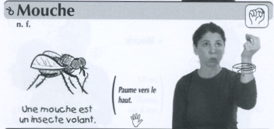 Mouche.jpg