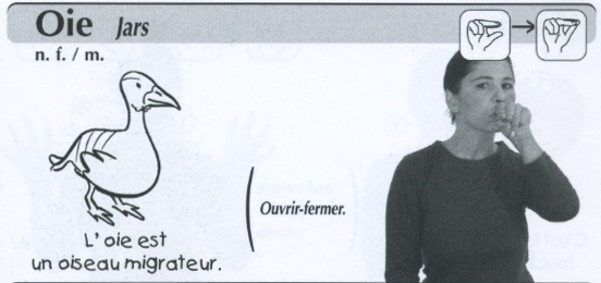 Oie.jpg