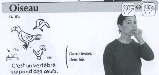 Oiseau.jpg