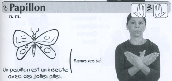 Papillon.jpg