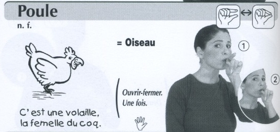 Poule.jpg