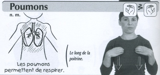 Poumons.jpg