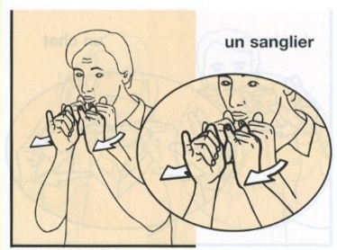 Sanglier.jpg