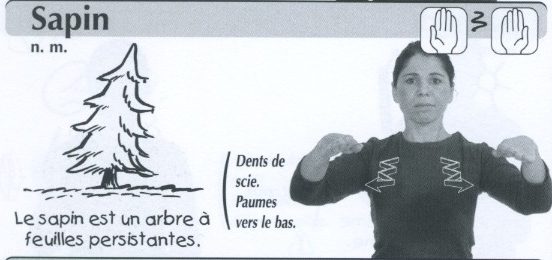 Sapin.jpg