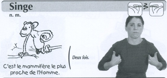 Singe.jpg