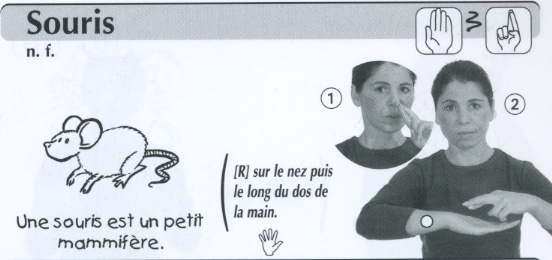 Souris.jpg