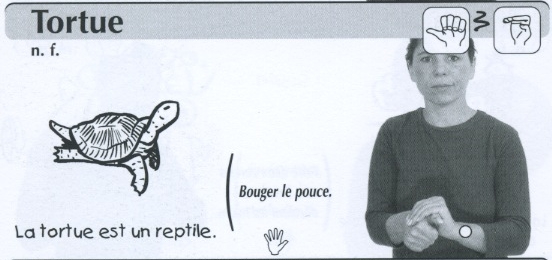 Tortue.jpg
