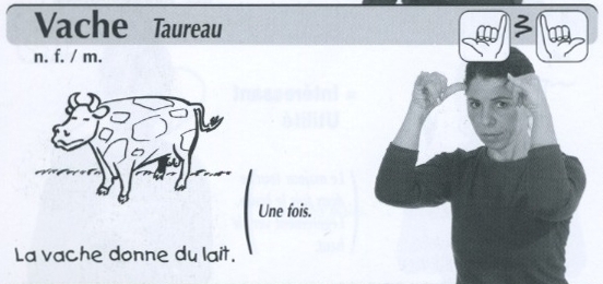 Vache.jpg